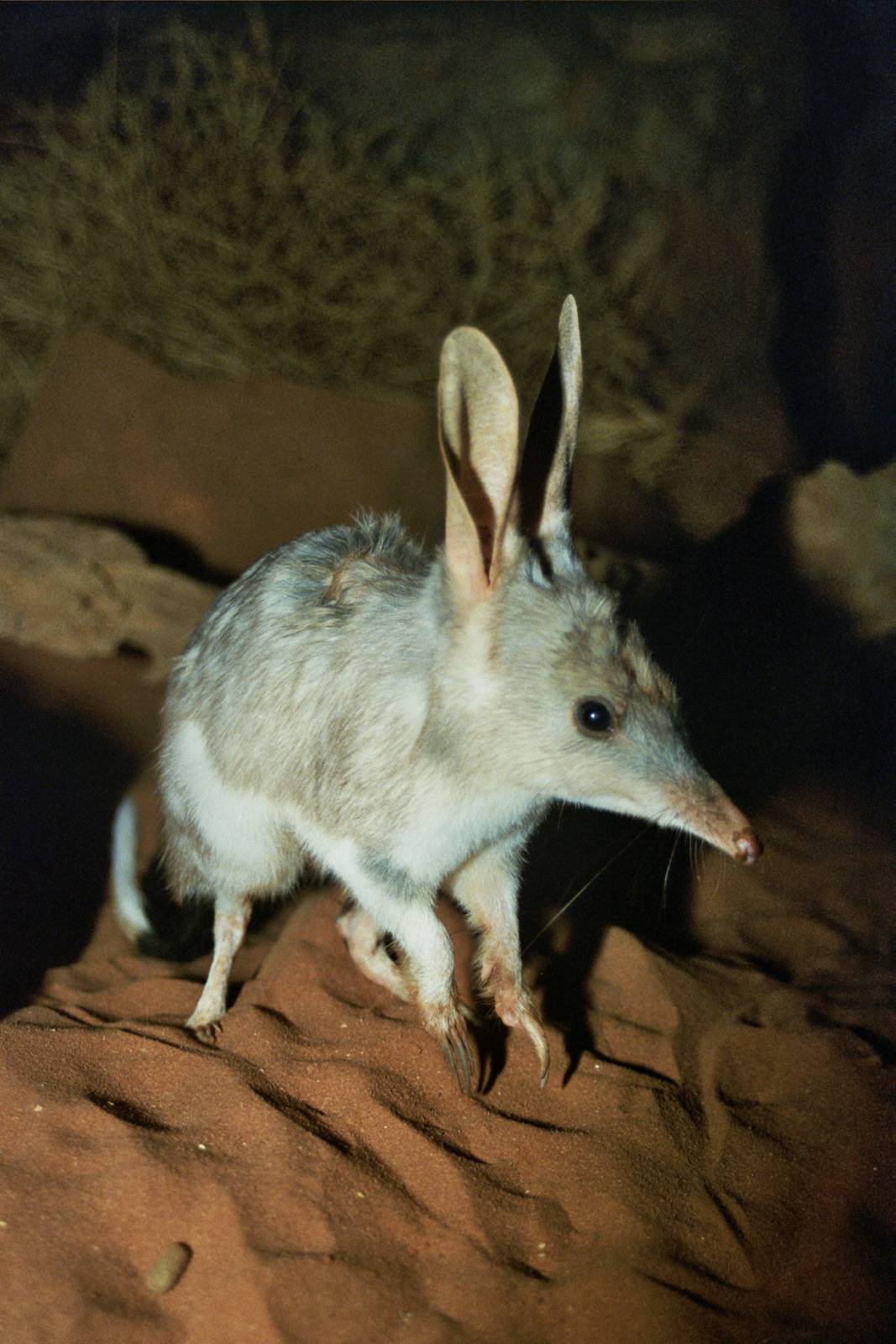 David Fleay Wildlife Park 2007