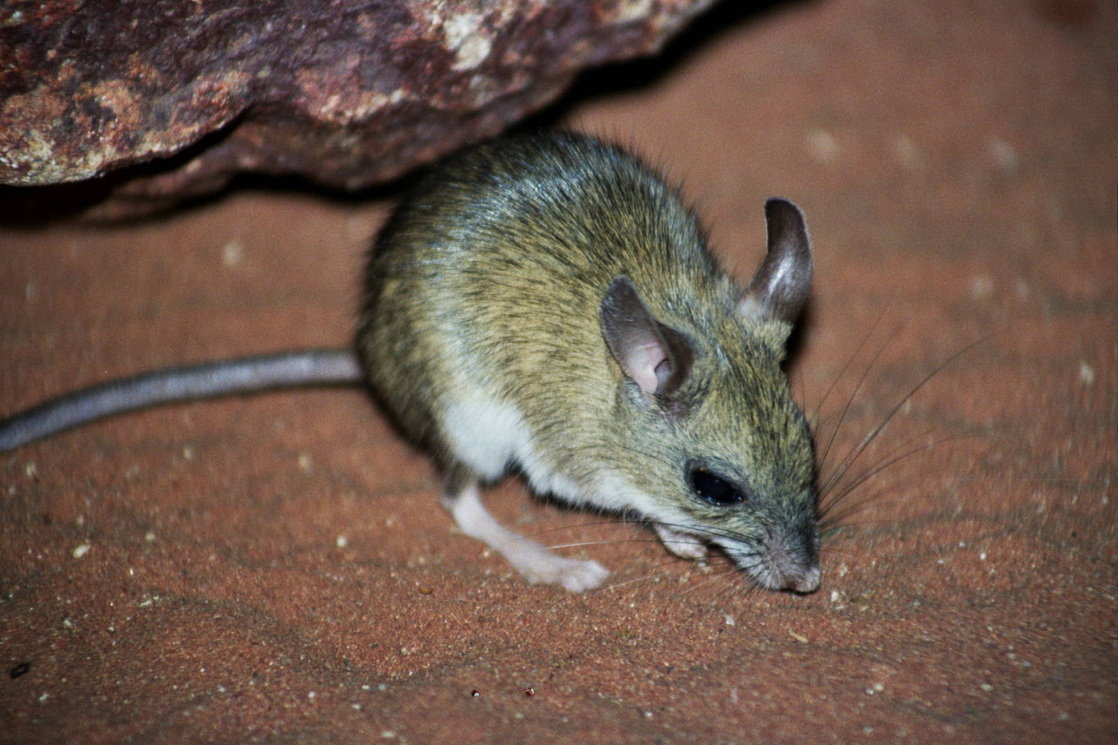 David Fleay Wildlife Park 2007