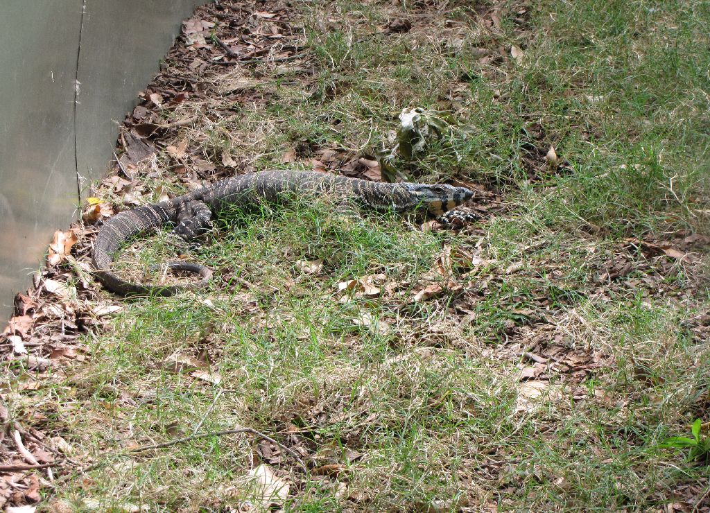 David Fleays - Feb 2009