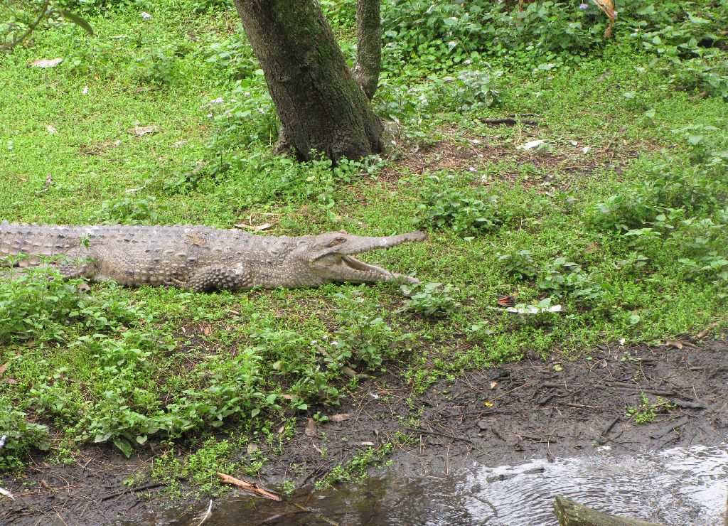 David Fleays - Feb 2009