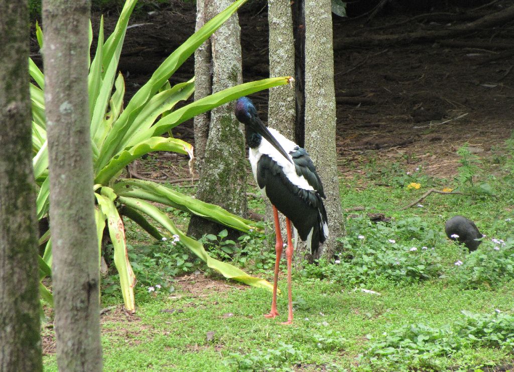 David Fleays - Feb 2009