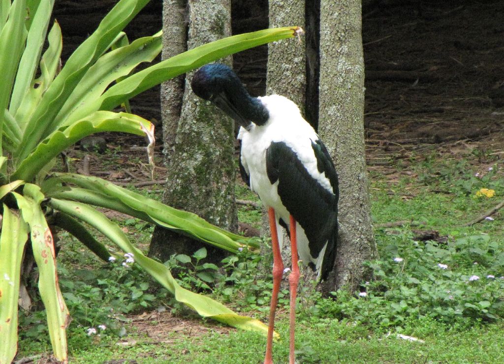 David Fleays - Feb 2009