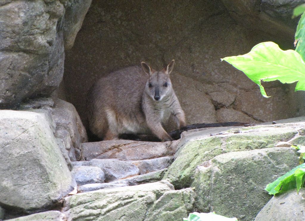 David Fleays - Feb 2009