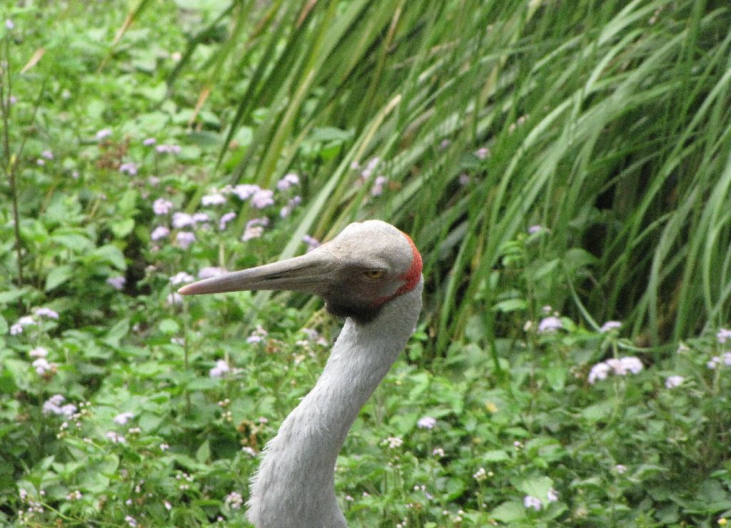 David Fleays - Feb 2009