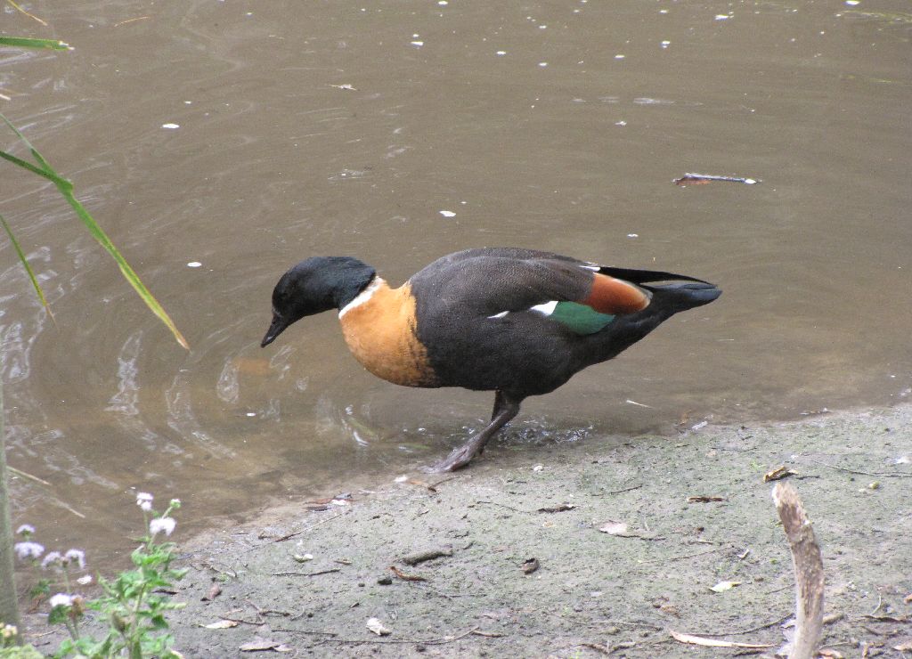 David Fleays - Feb 2009