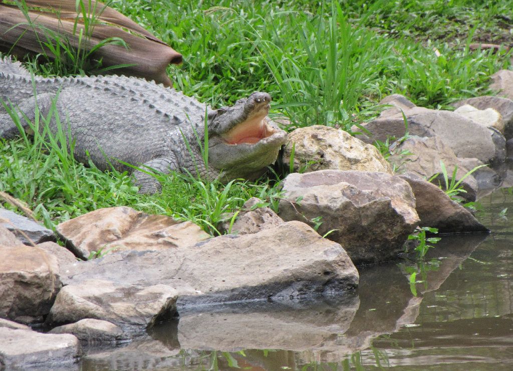 David Fleays - Feb 2009