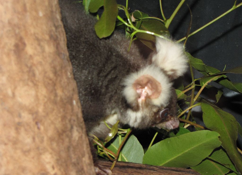 David Fleays - Feb 2009