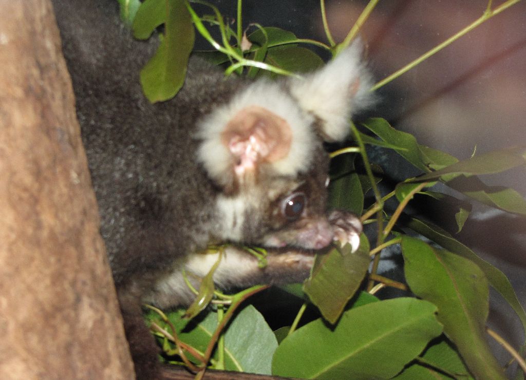 David Fleays - Feb 2009