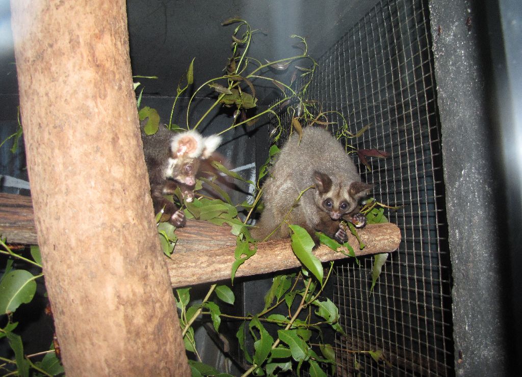 David Fleays - Feb 2009