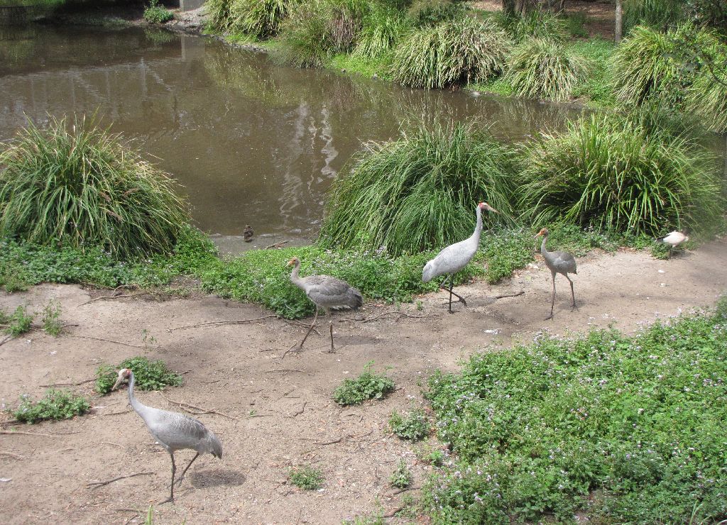 David Fleays - Feb 2009