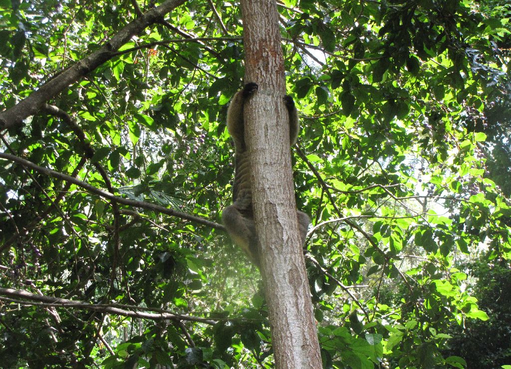 David Fleays - Feb 2009