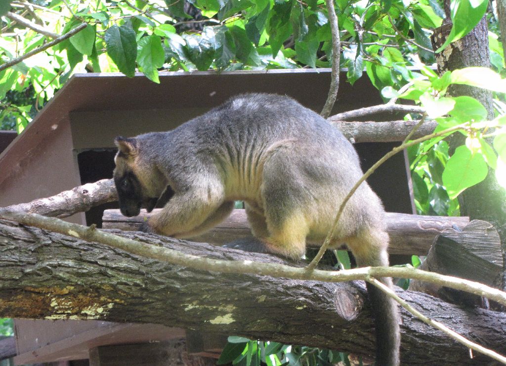 David Fleays - Feb 2009