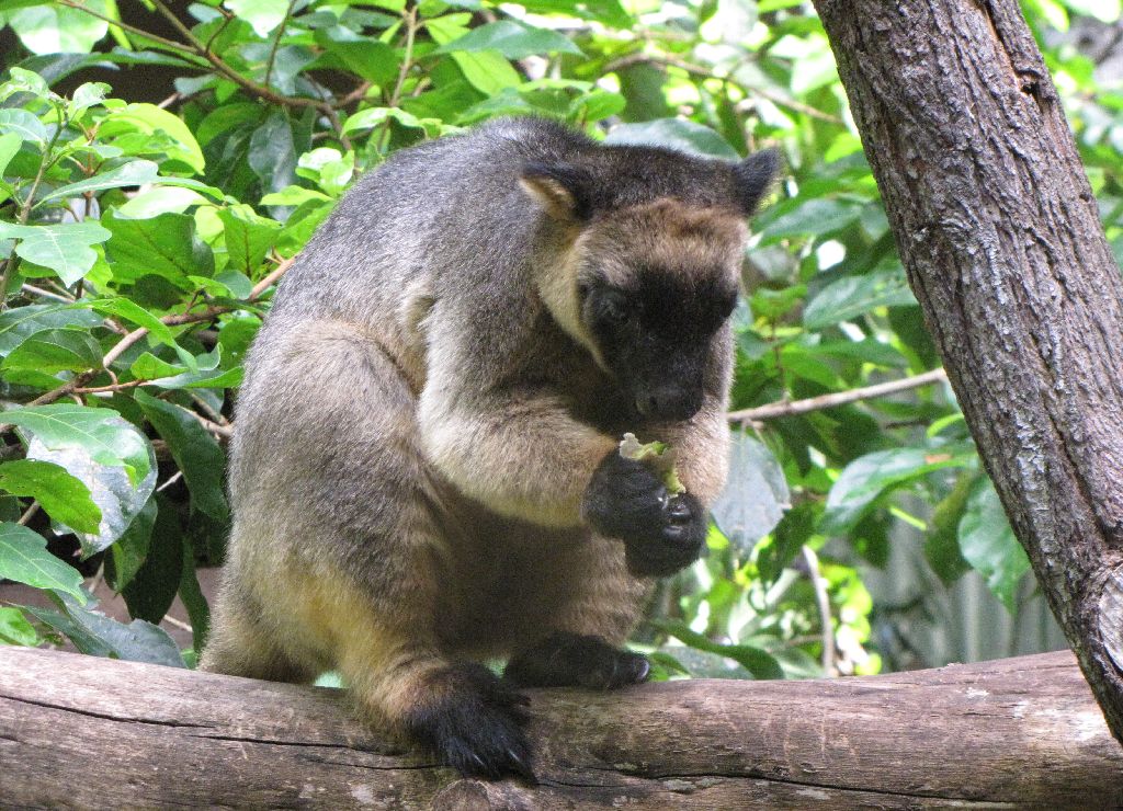 David Fleays - Feb 2009