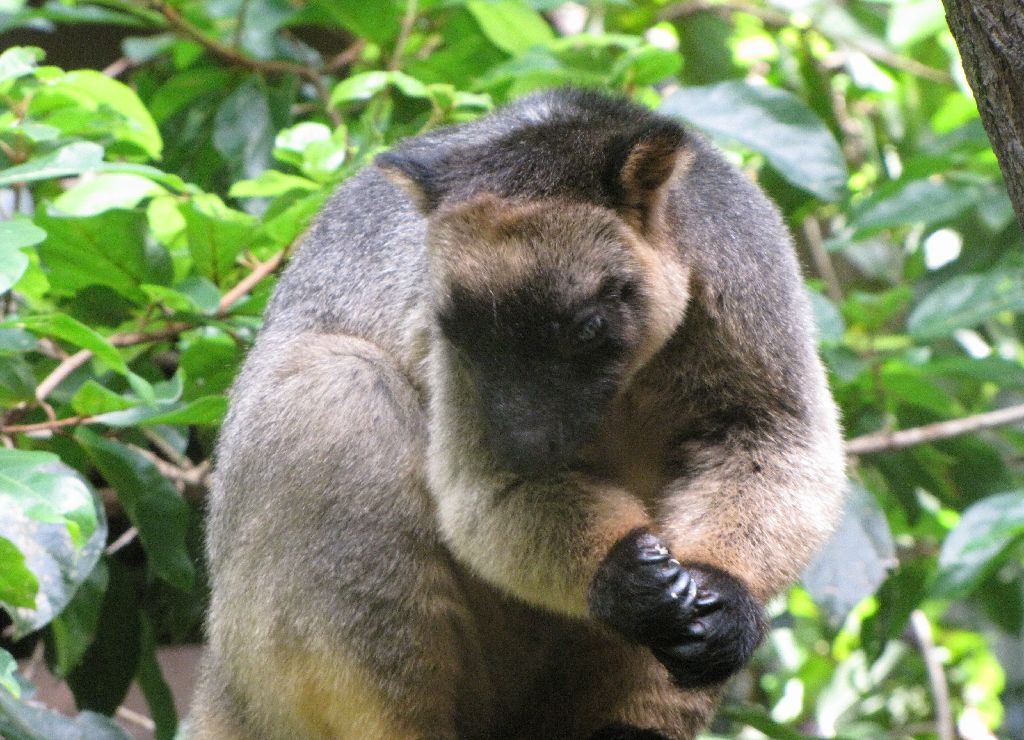 David Fleays - Feb 2009