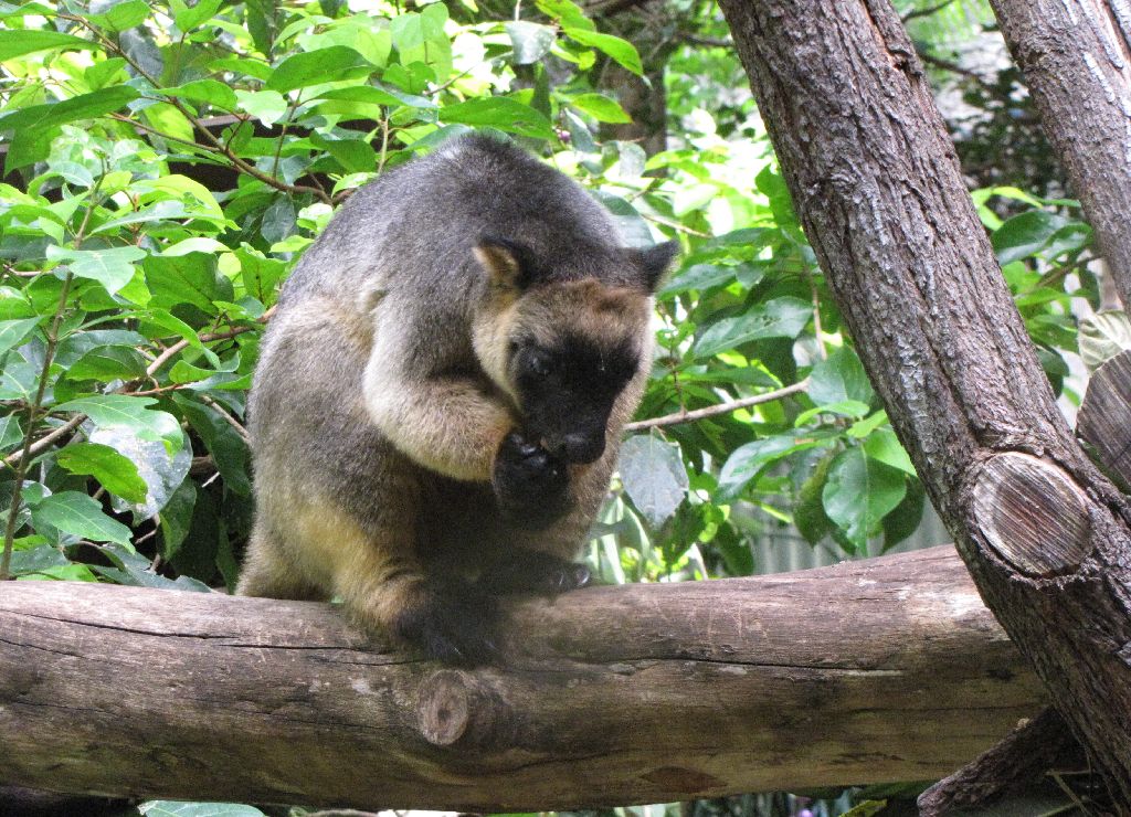 David Fleays - Feb 2009