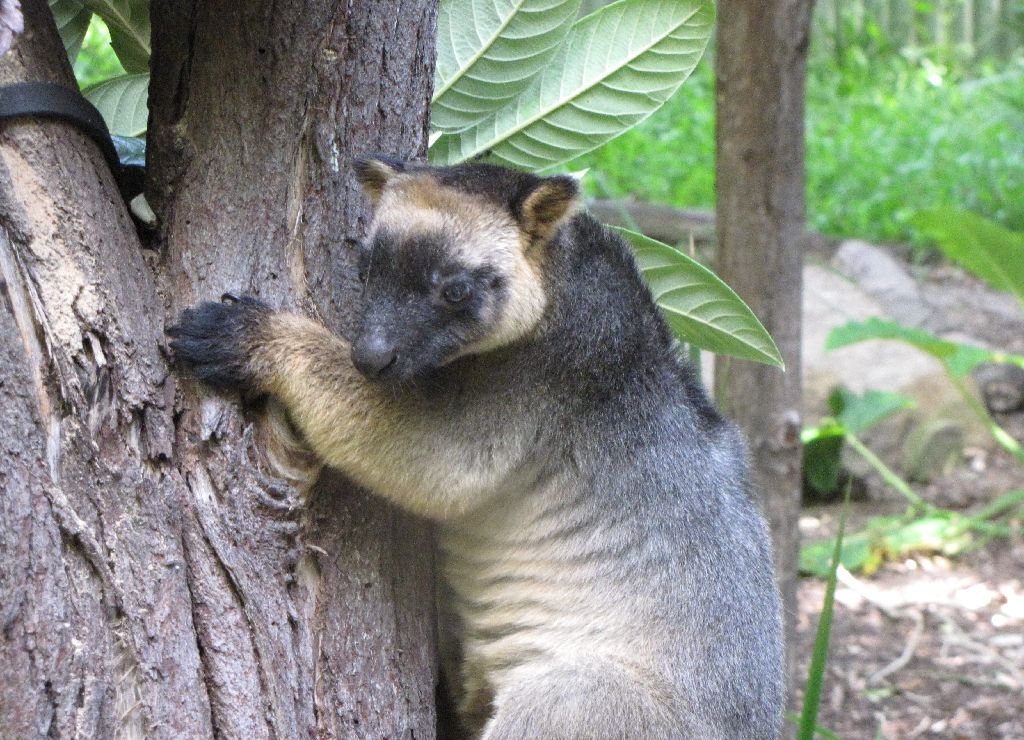 David Fleays - Feb 2009