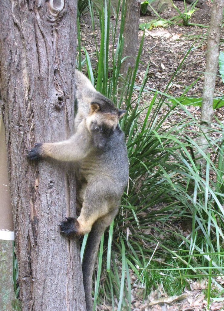 David Fleays - Feb 2009