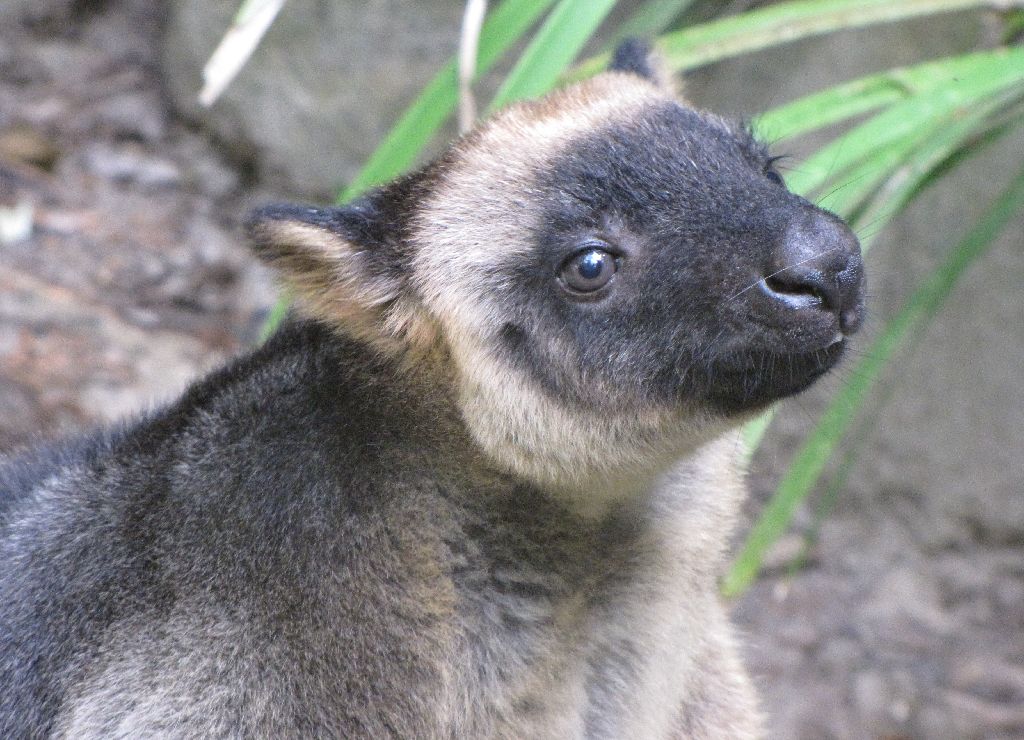 David Fleays - Feb 2009