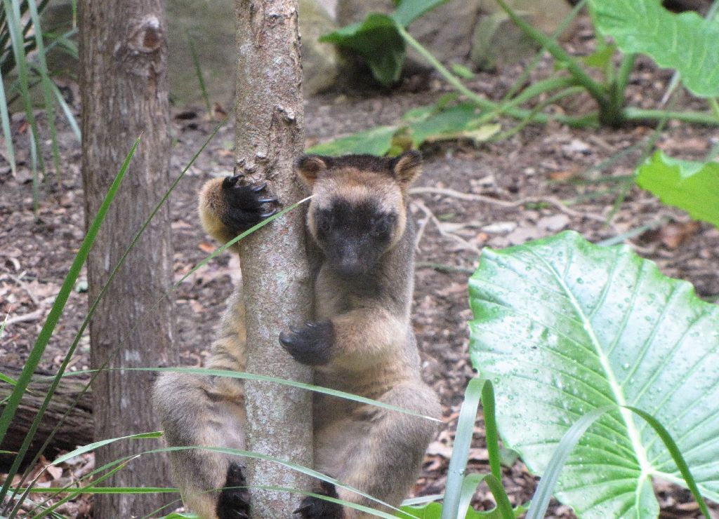 David Fleays - Feb 2009