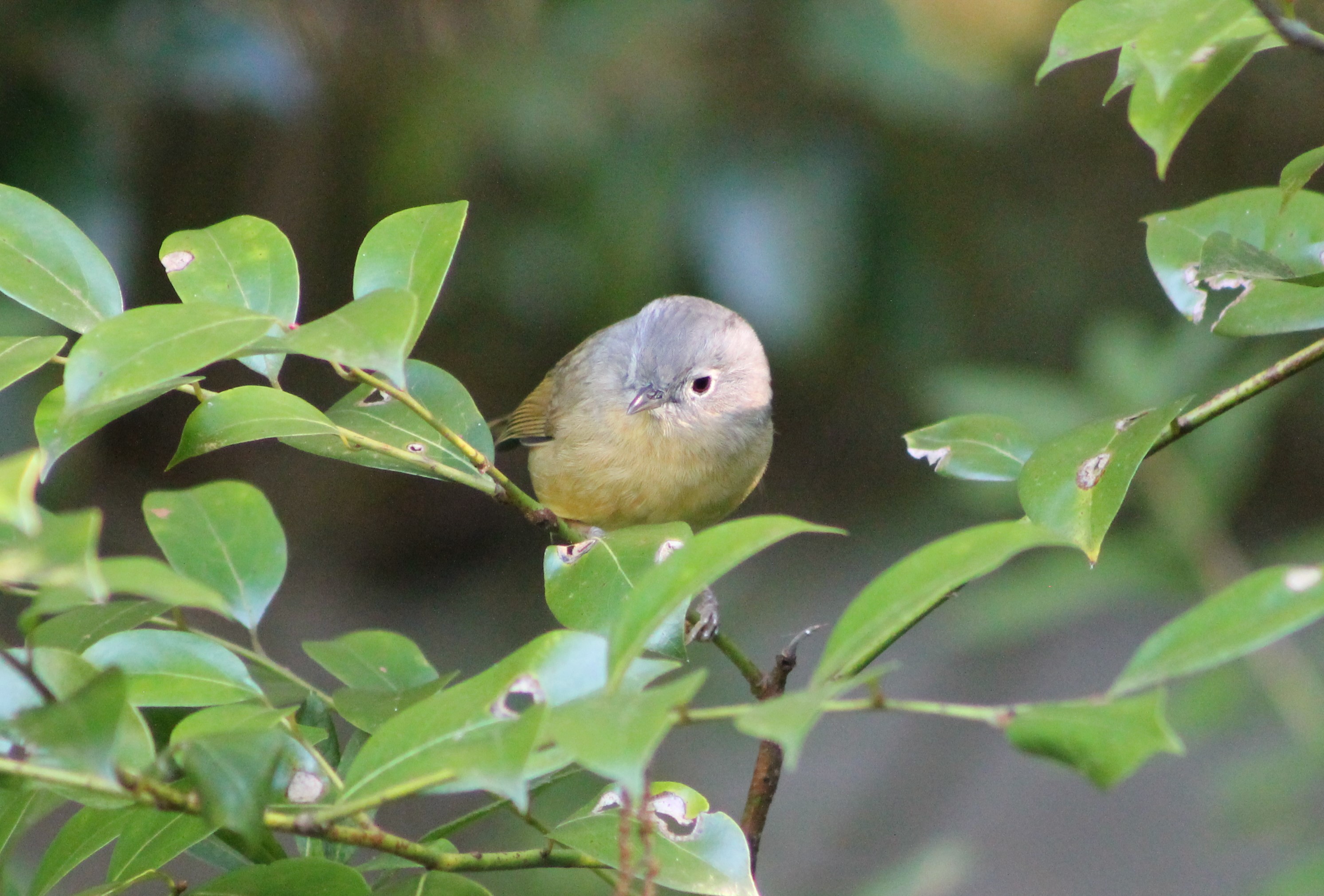 David's Fulvetta (Fulvetta davidi)