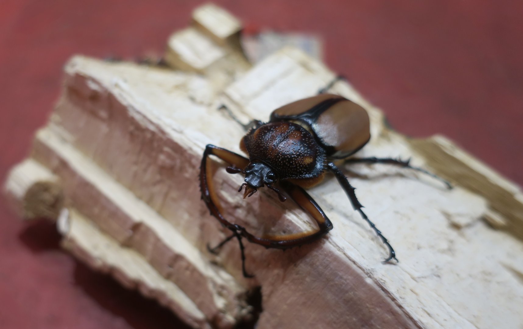 David's Long-Armed Scarab (Propomacrus davidi) - Taiwan Insectarium (台灣昆蟲館)