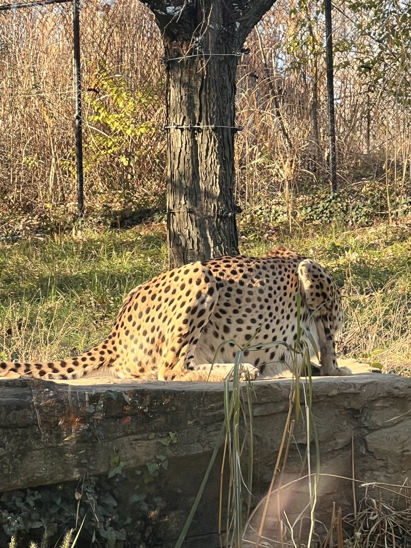 Davis the male cheetah