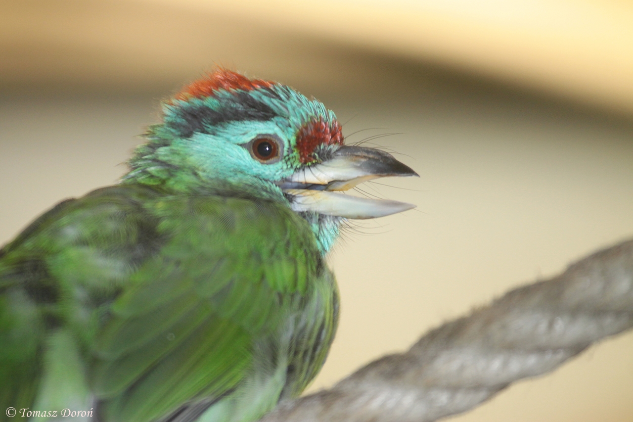 Davison\'s Blue-throated Barbet (Megalaima asiatica davisoni), October 2014