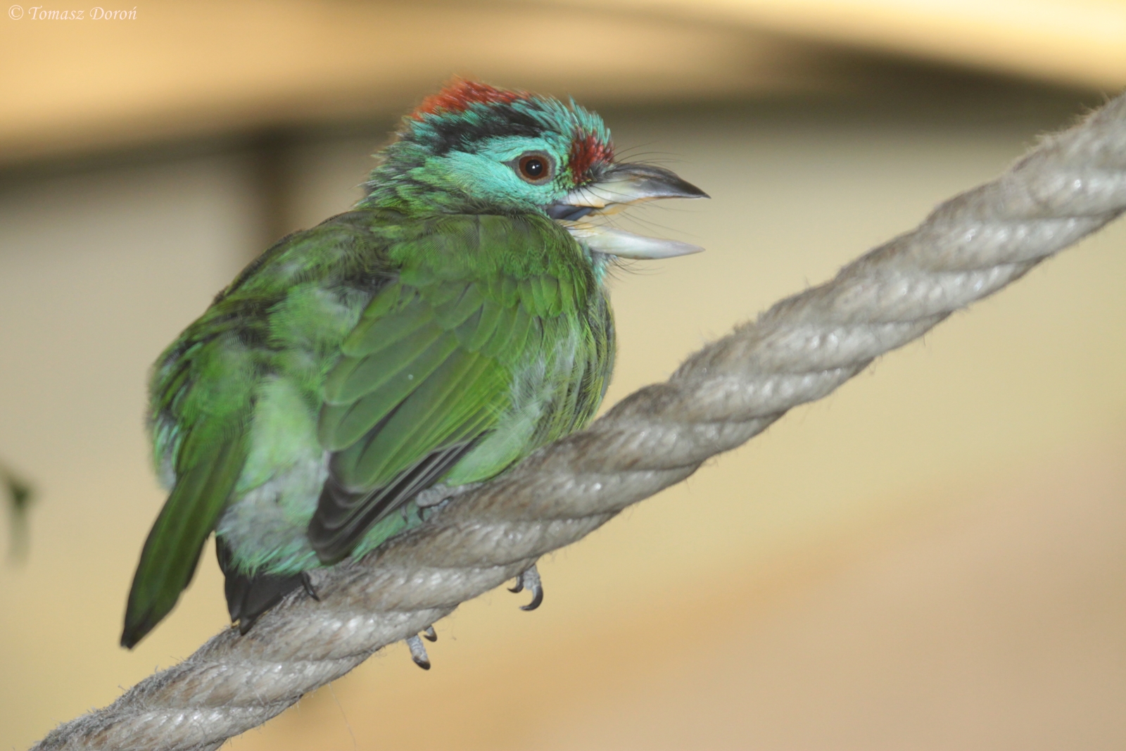 Davison's Blue-throated Barbet (Megalaima asiatica davisoni), October 2014