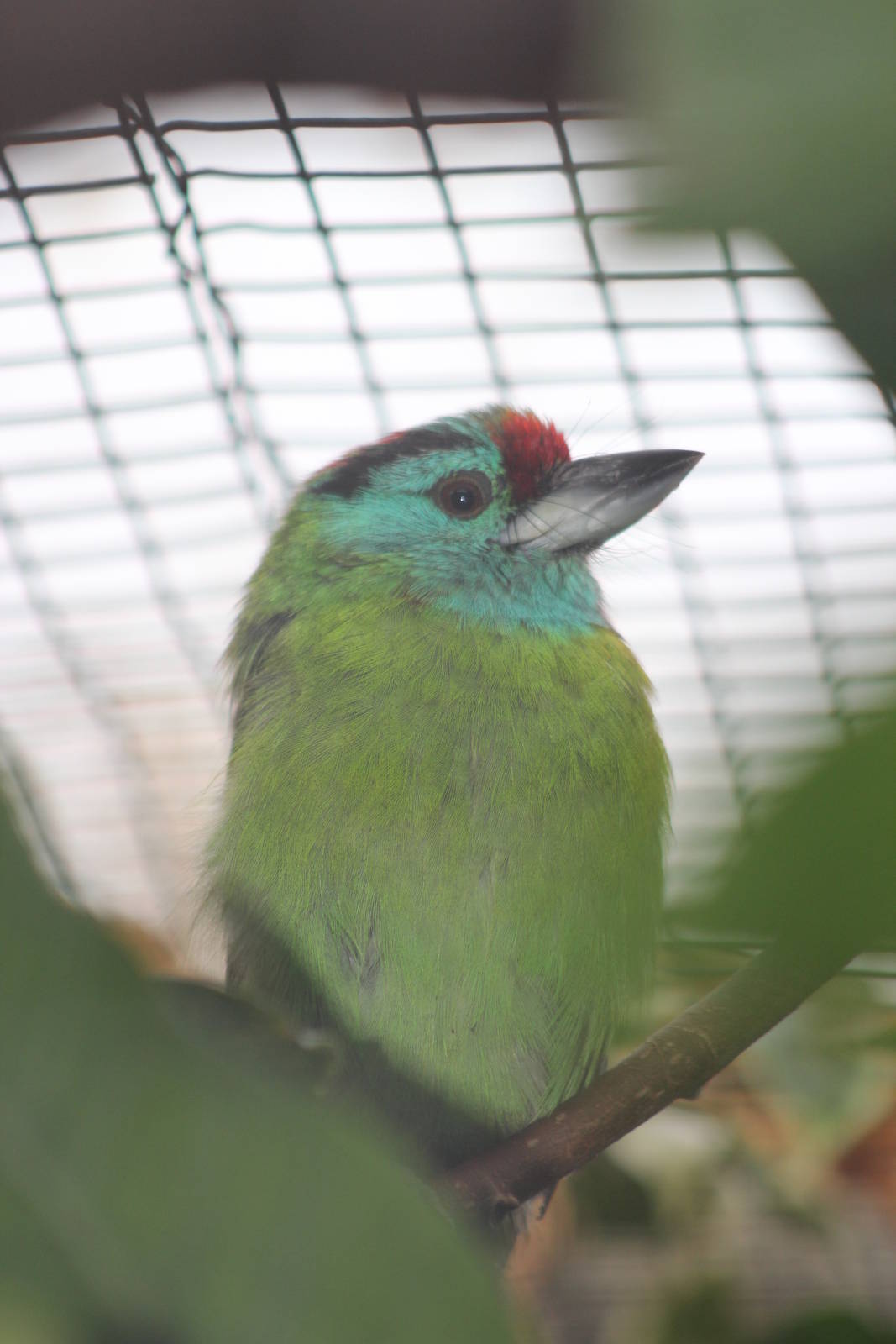 Davison's blue-throated barbet