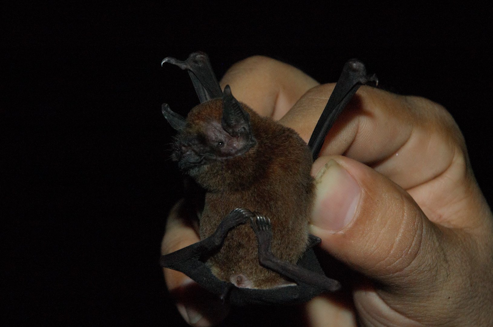 Davy’s Naked-backed Bat (Pteronotus davyi)