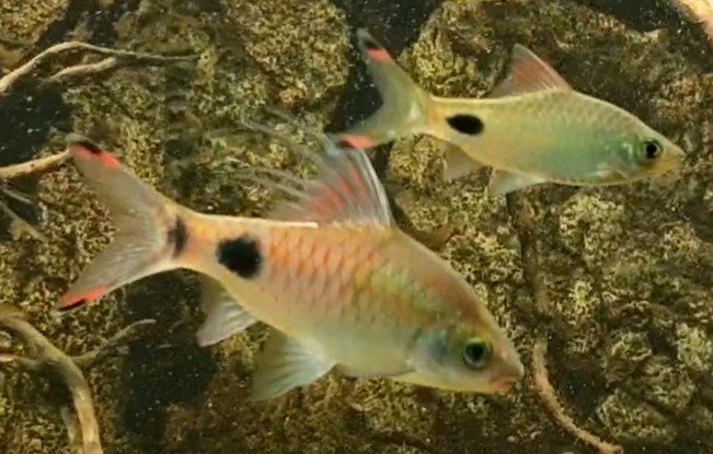 Dawkinsia filamentosa