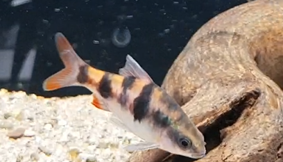 Dawkinsia tambraparniei