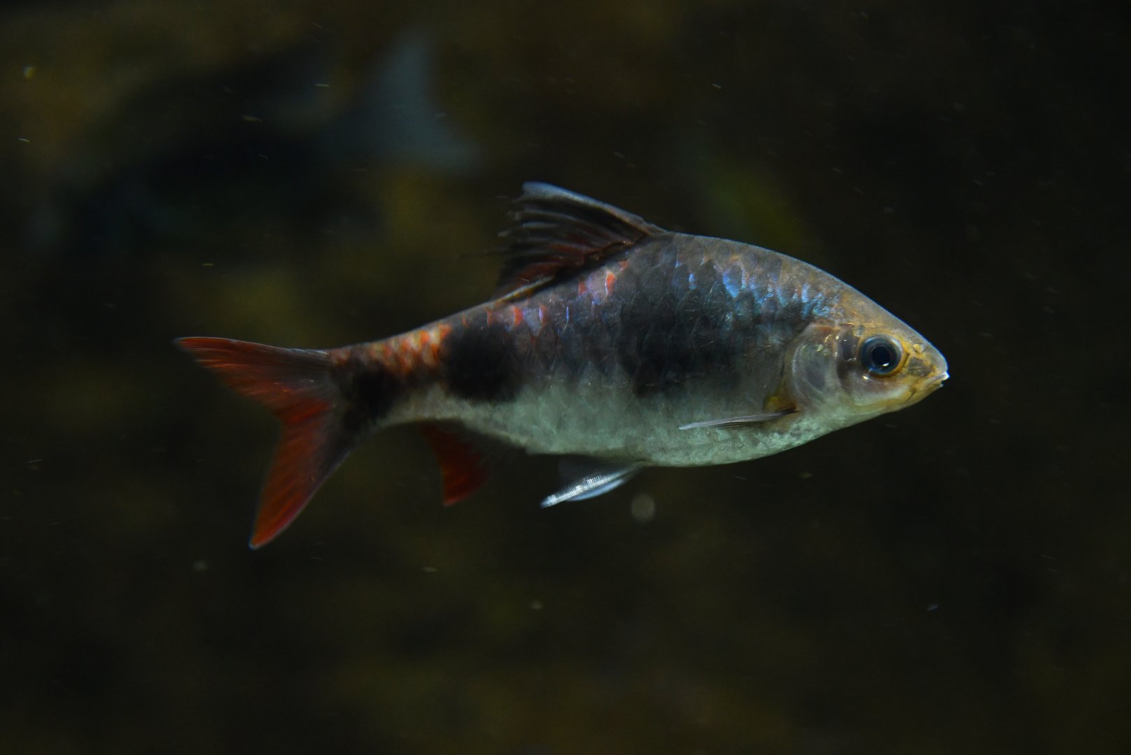 Dawkinsia tambraparniei