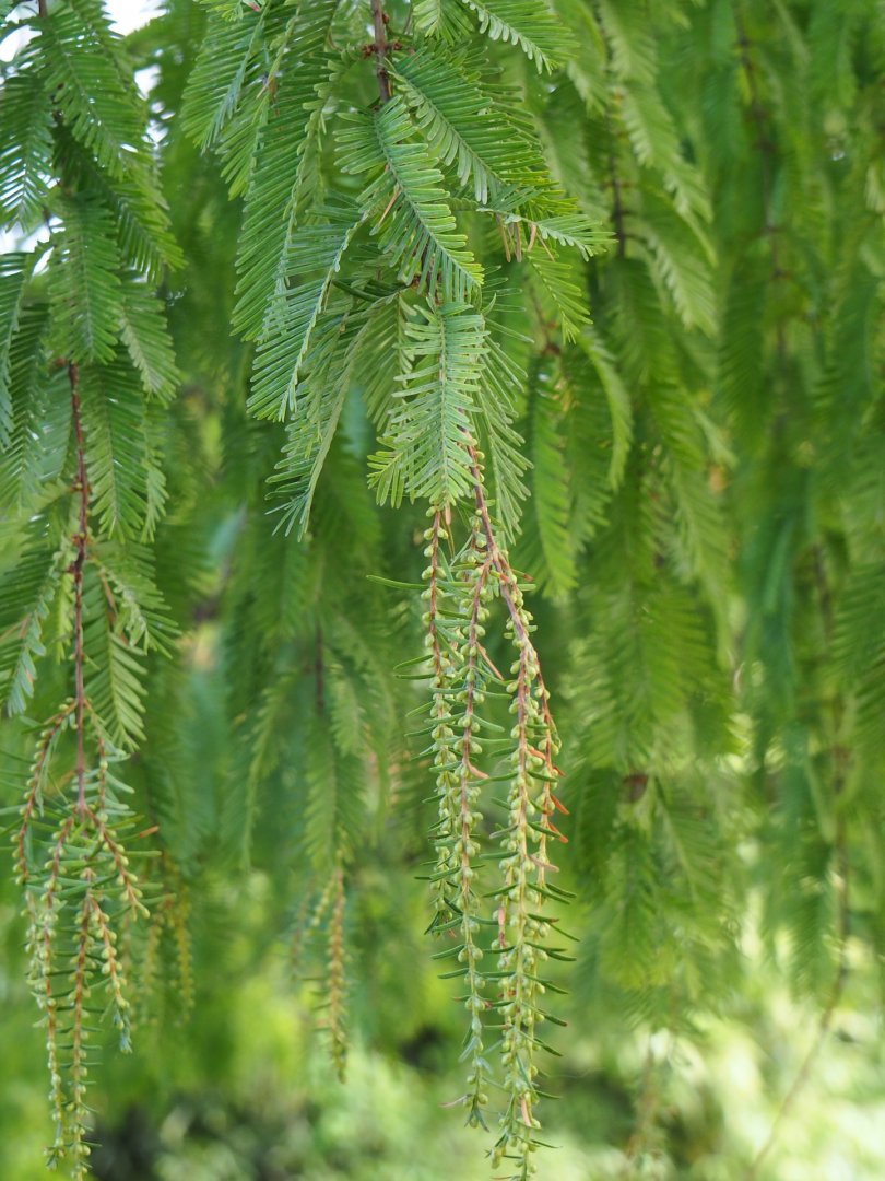 Dawn redwood (Metasequoia glyptostroboides) - Male pollen cones