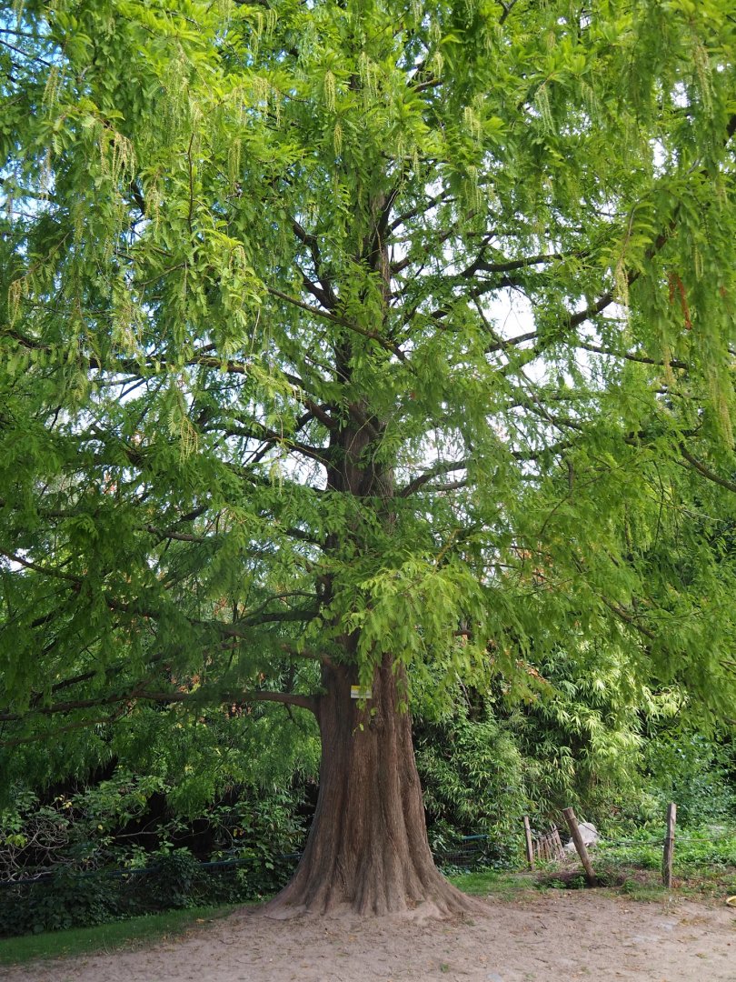 Dawn redwood (Metasequoia glyptostroboides)