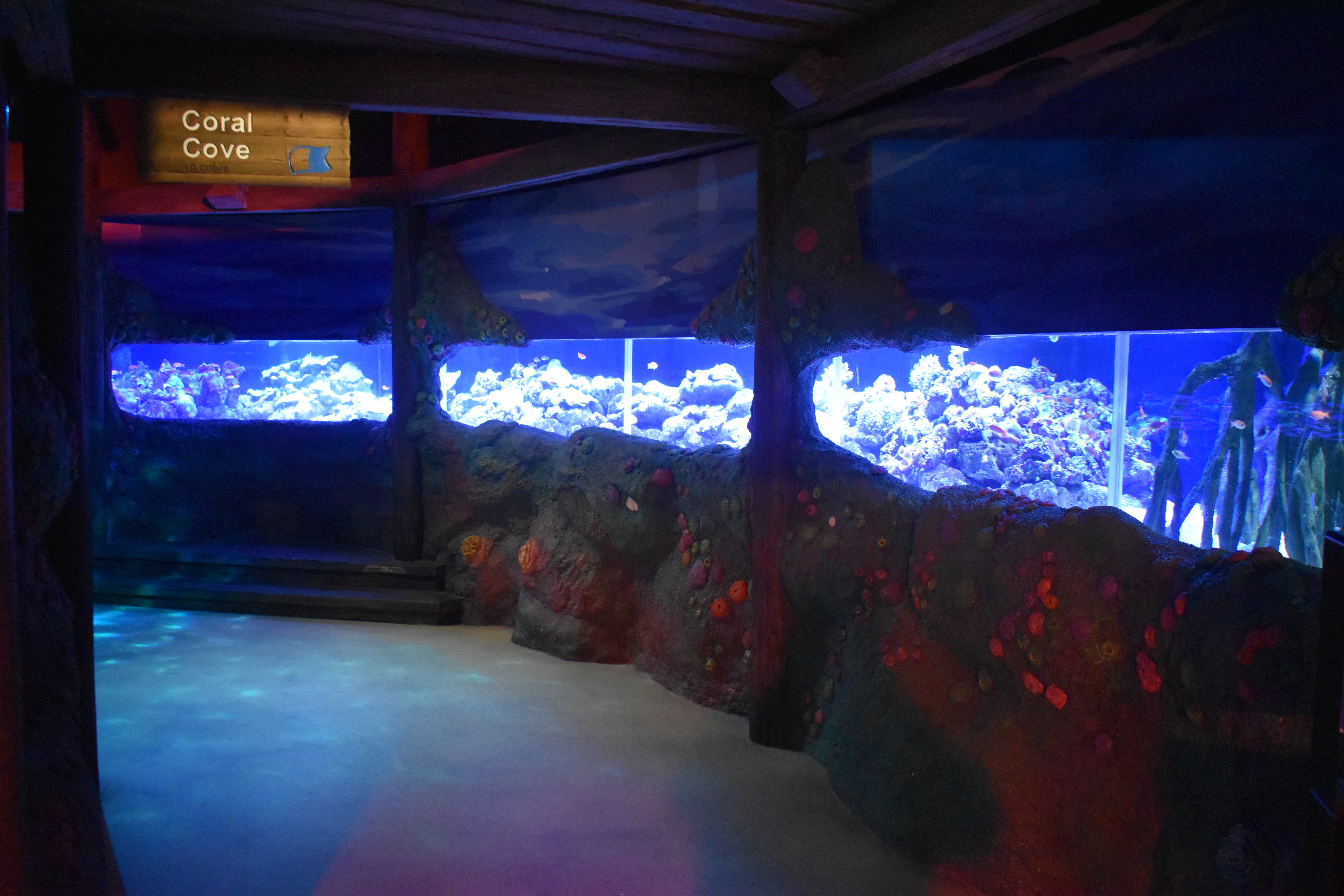 Day and Night on the Reef - Coral Cove