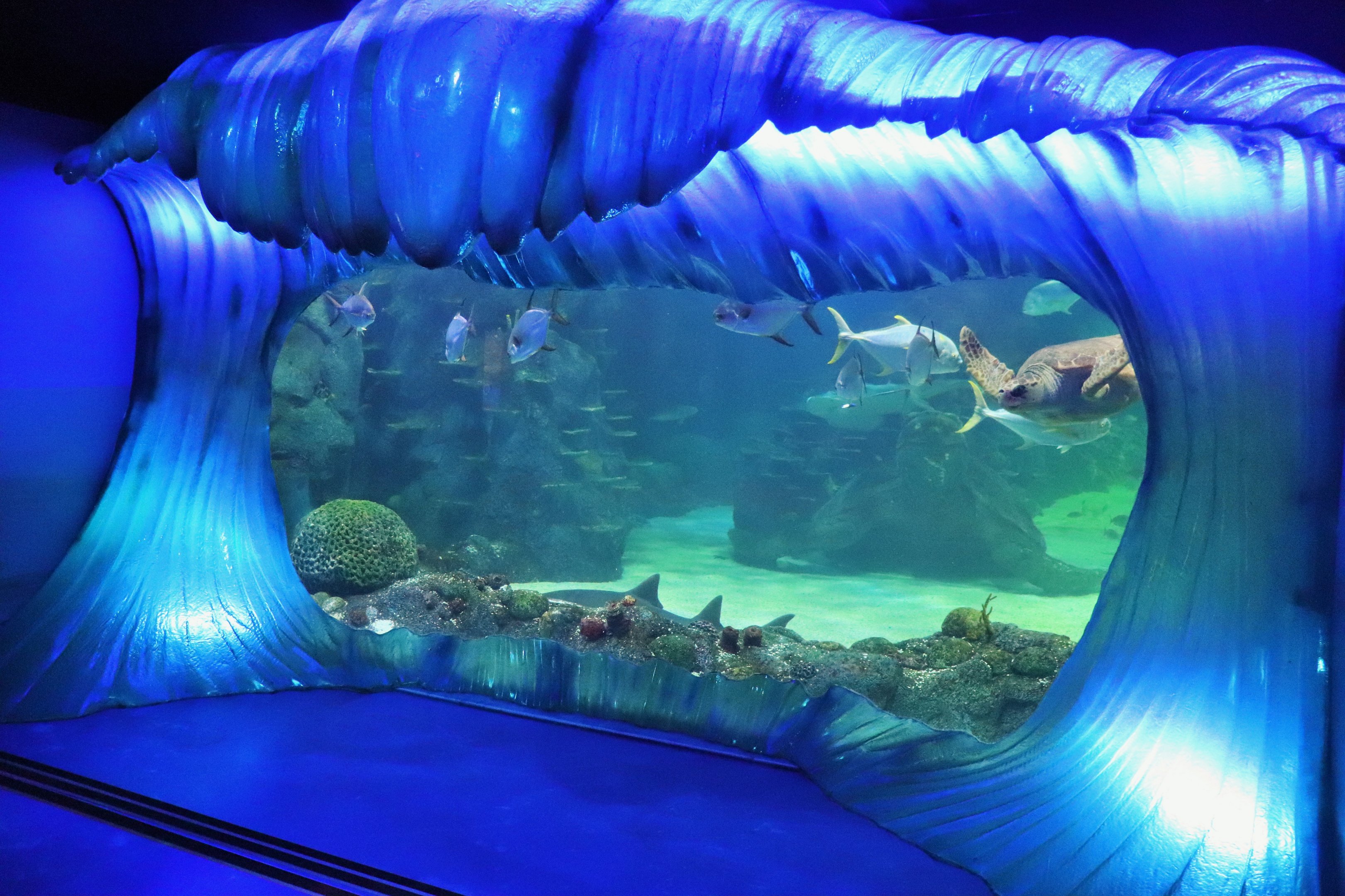 Day and Night on the Reef Exhibit - Turtle Beach