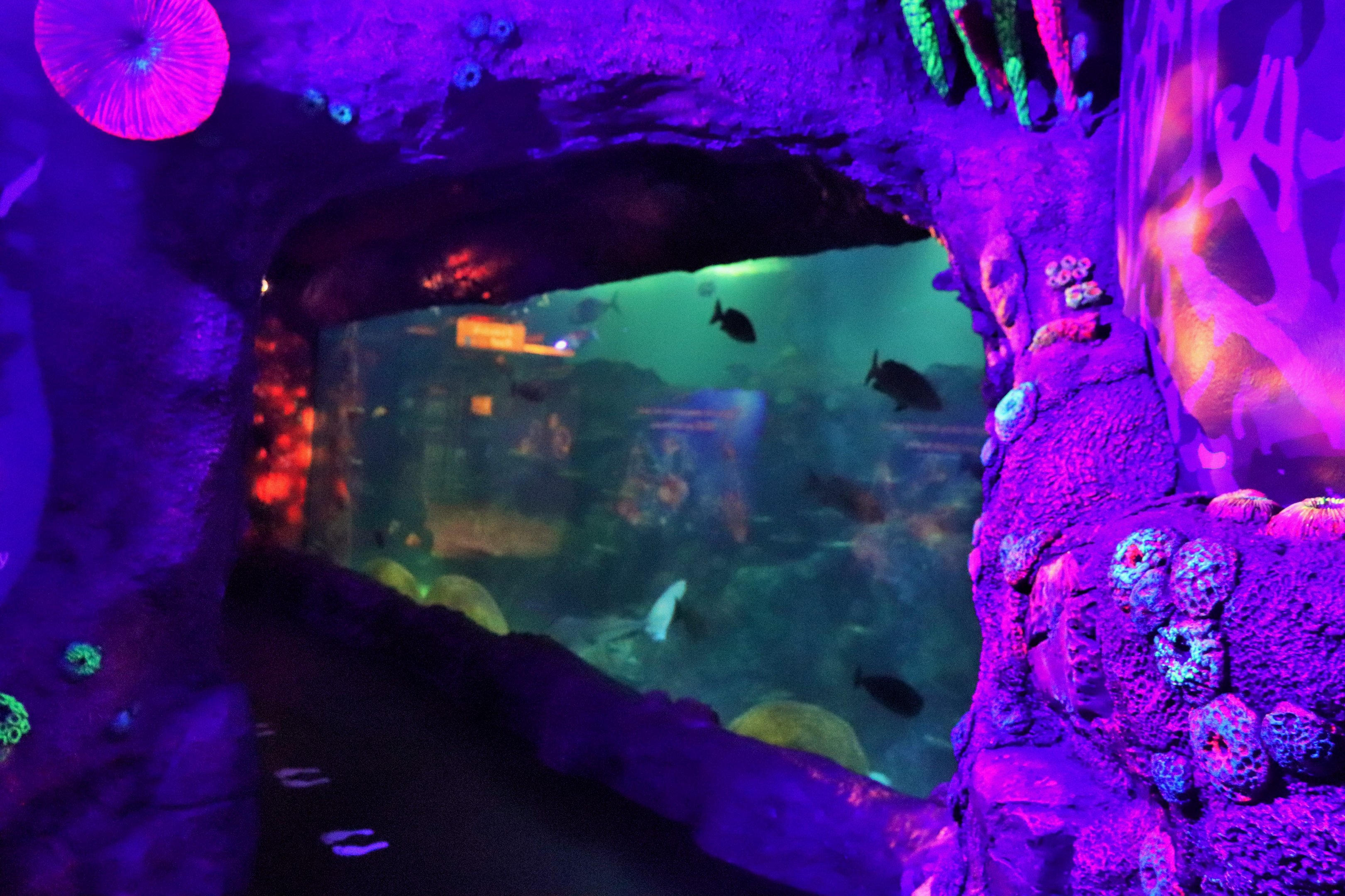 Day and Night on the Reef Exhibit