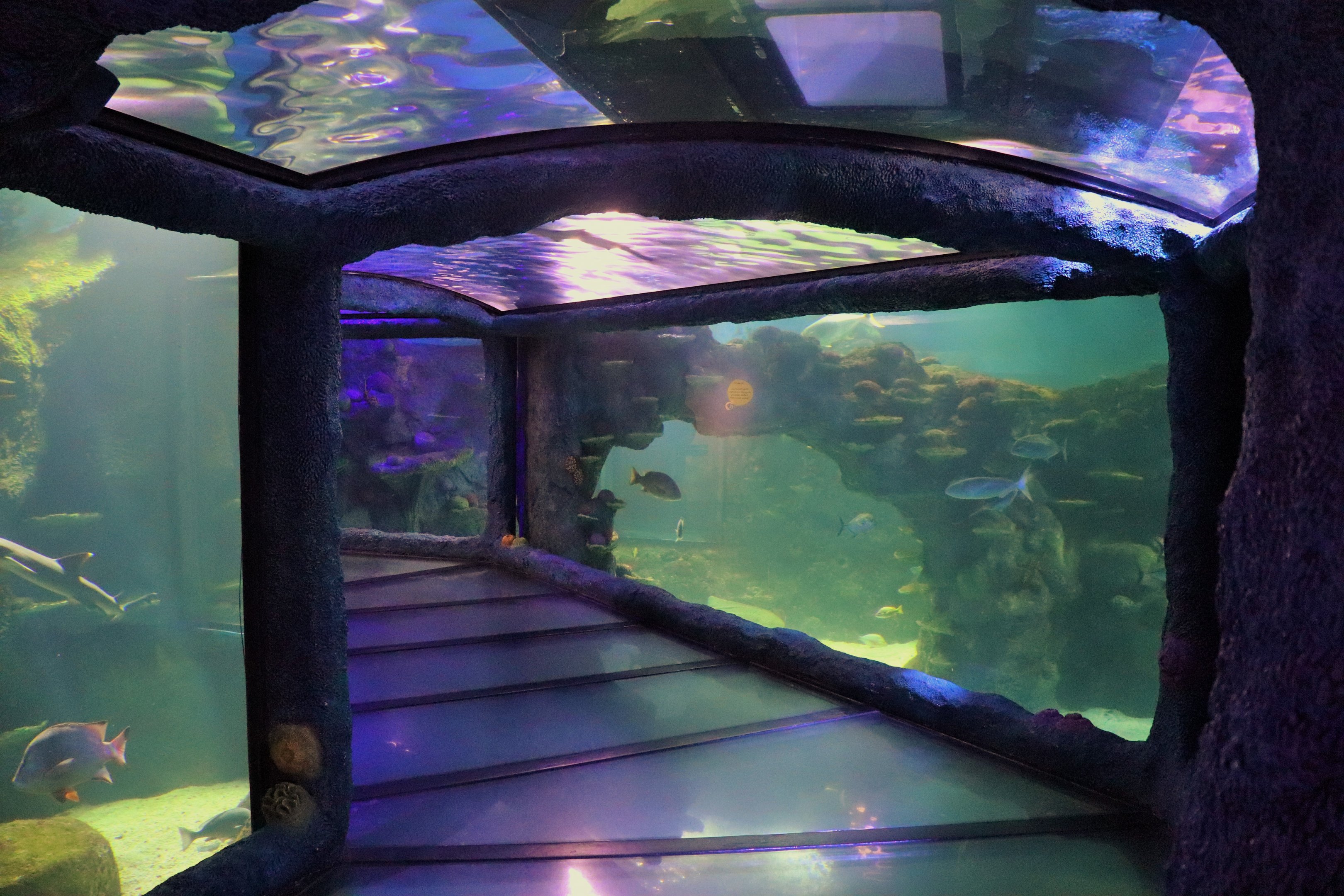 Day and Night on the Reef Exhibit