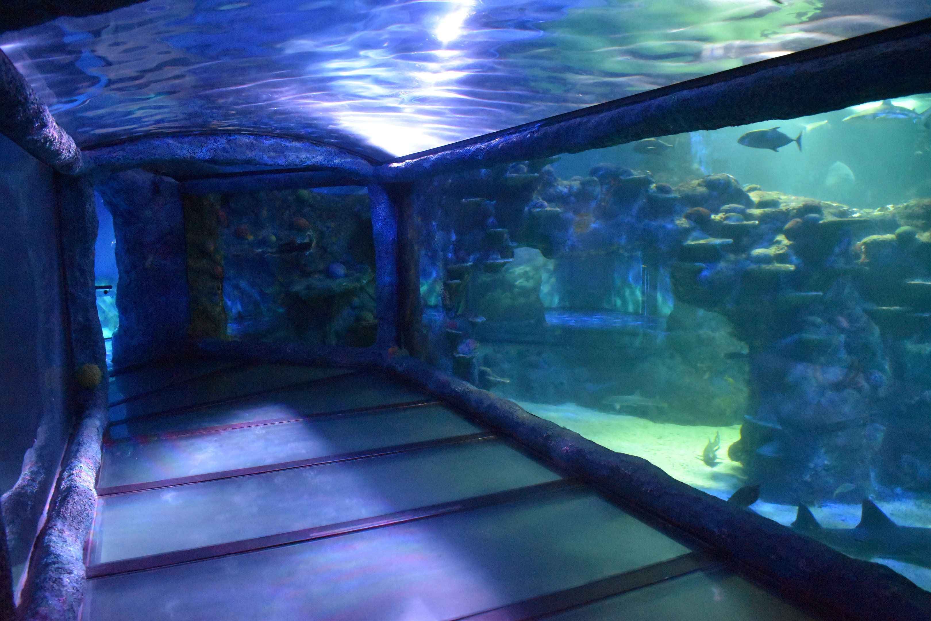 Day and Night on the Reef tank