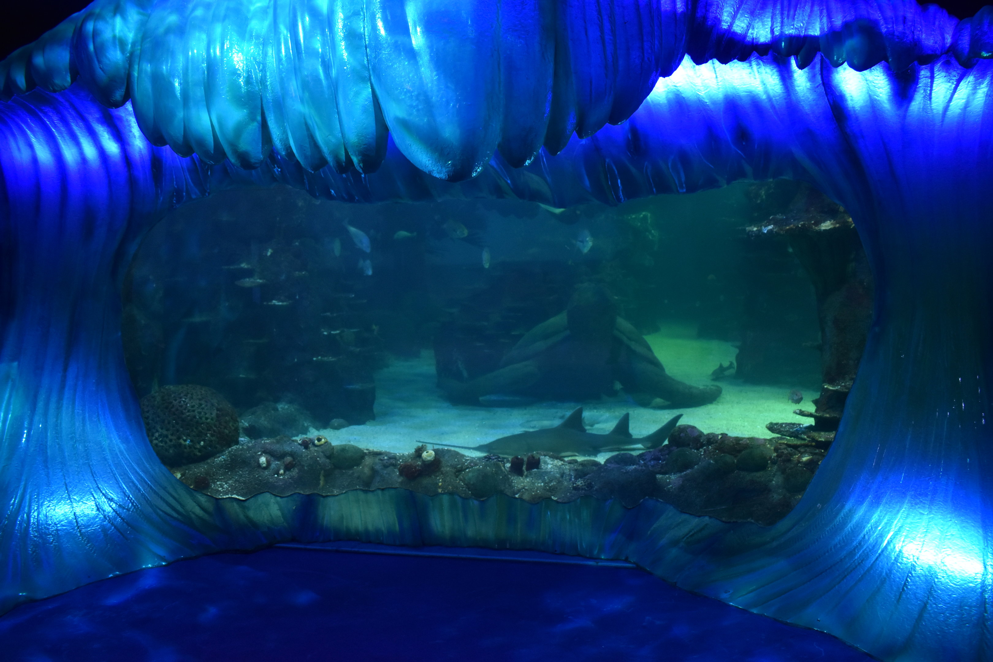 Day and Night on the Reef - 'Turtle Beach'