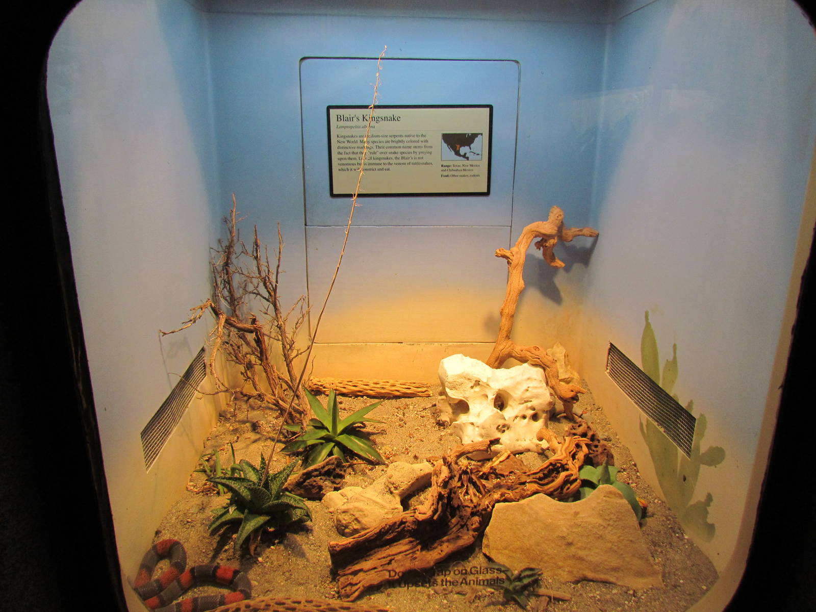 Day Exhibit - Blair's Kingsnake Exhibit