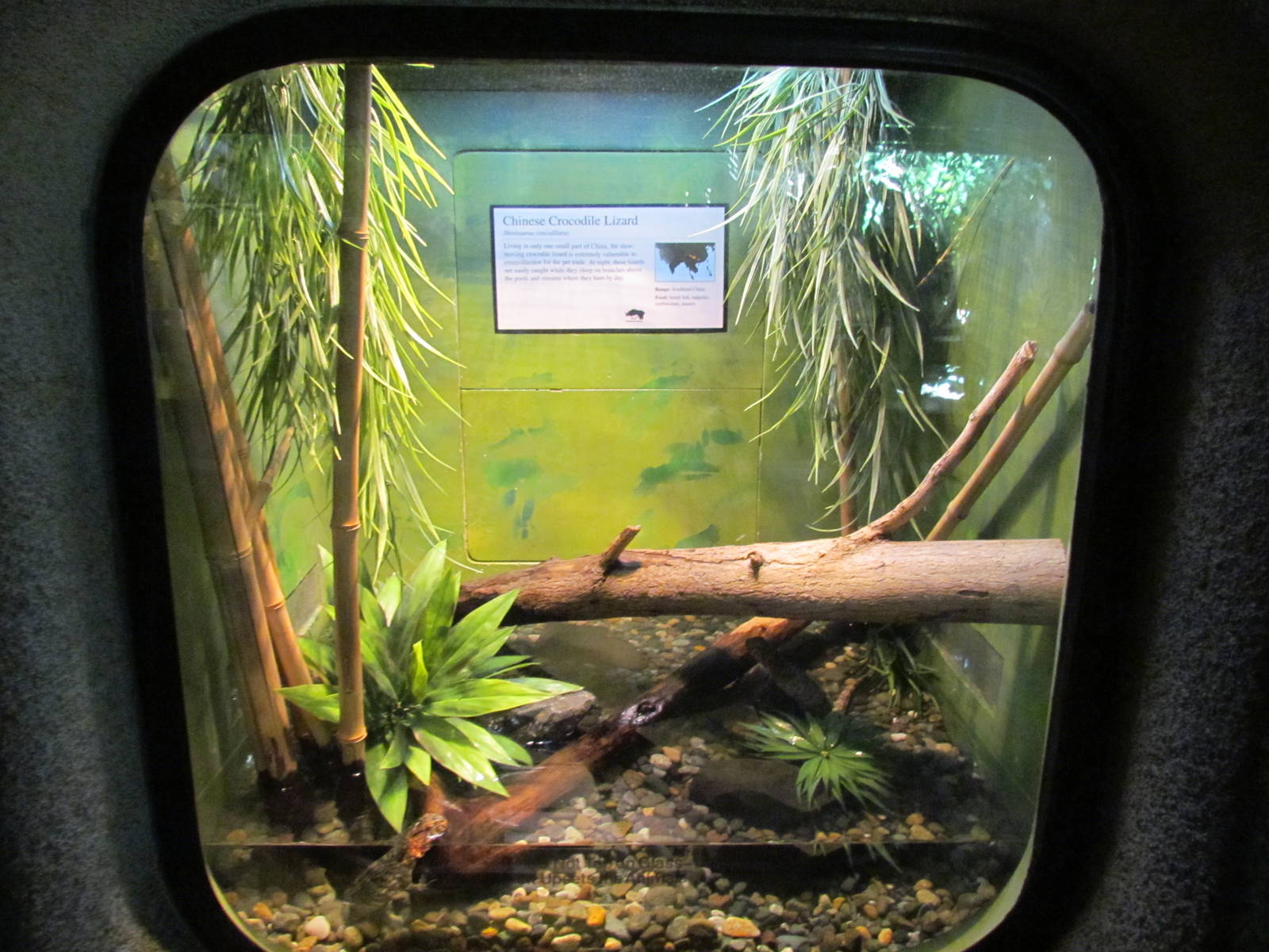 Day Exhibit - Crocodile Lizard Exhibit