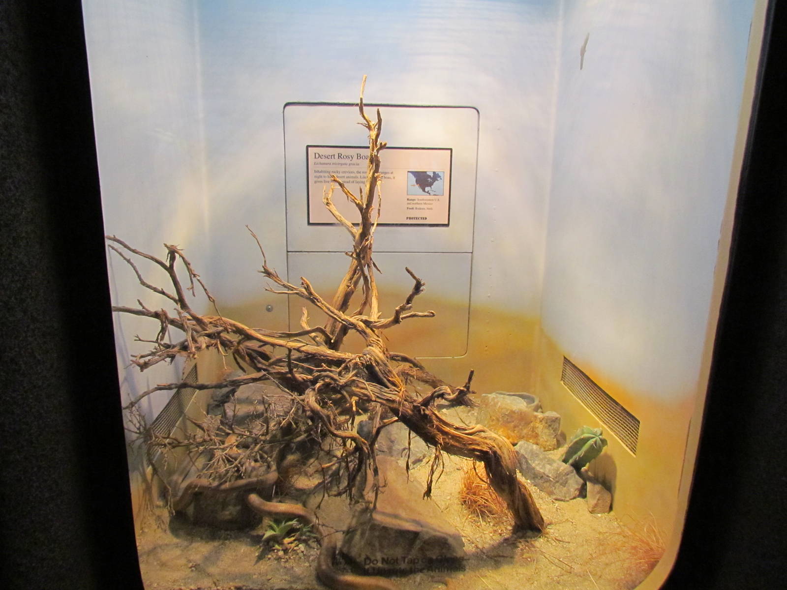 Day Exhibit - Desert Rosy Boa Exhibit