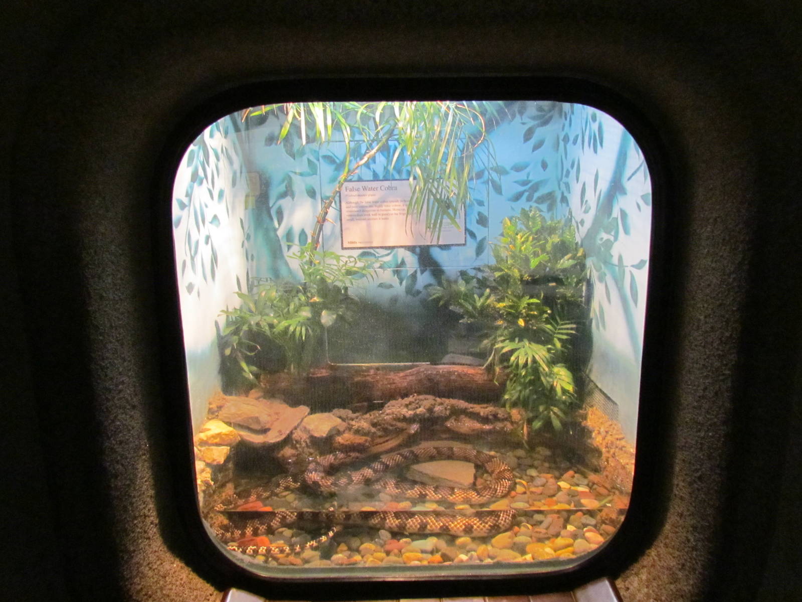 Day Exhibit - False Water Cobra Exhibit