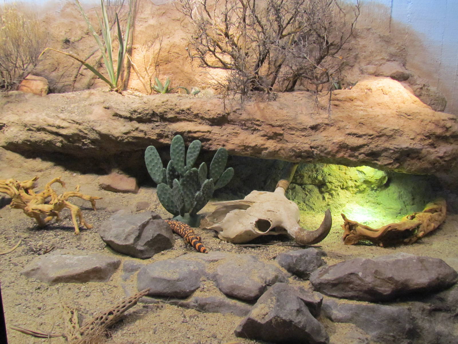 Day Exhibit - Gila Monster and Sonoran Desert Toad Exhibit