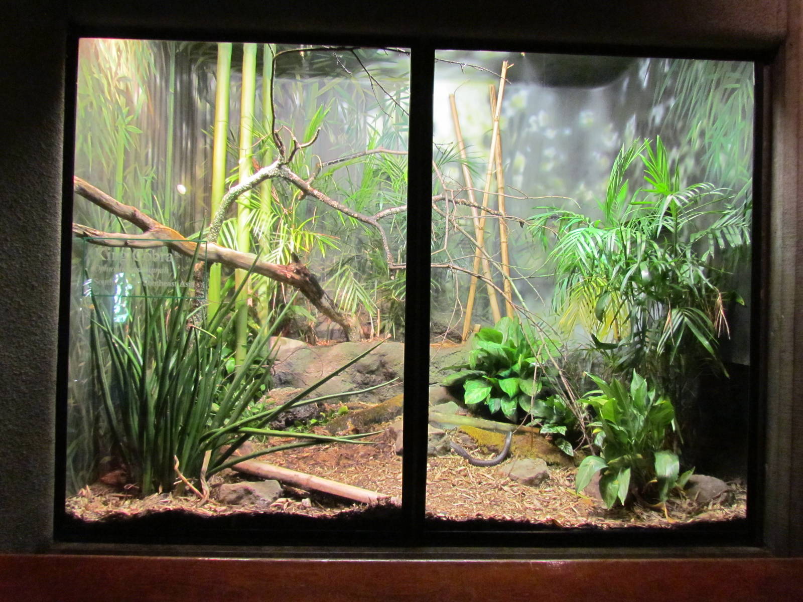 Day Exhibit - King Cobra Exhibit