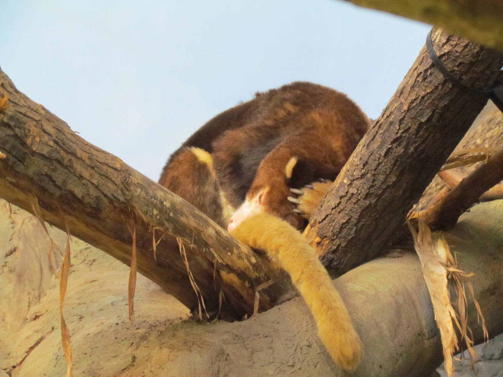 Day Exhibit - Matchie's Tree Kangaroo