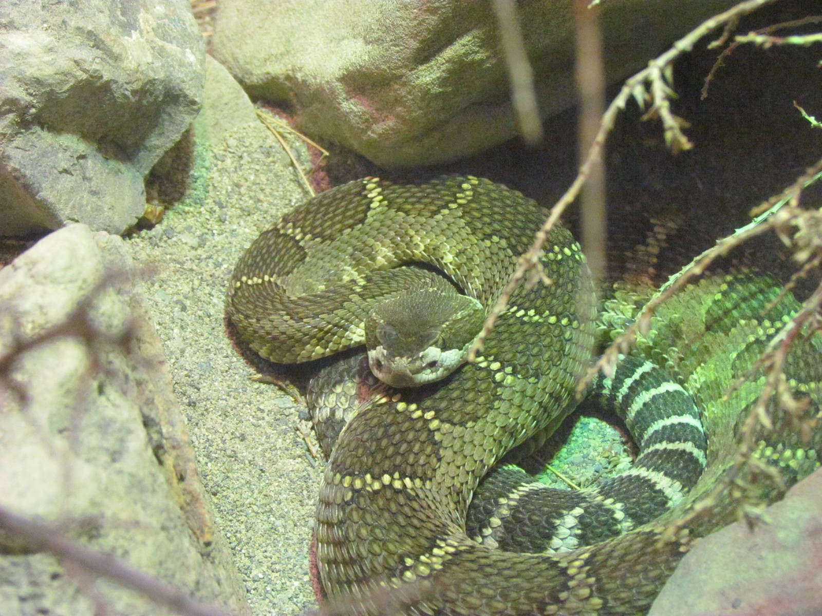 Day Exhibit - Northern Pacific Rattlesnake