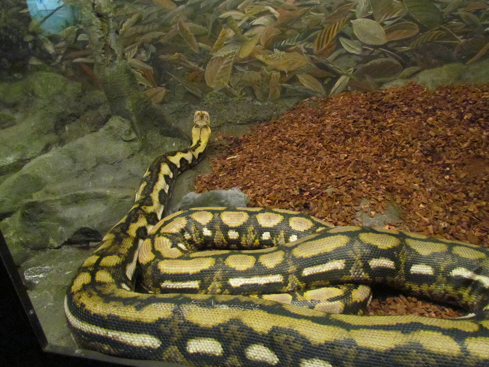 Day Exhibit - Reticulated Python